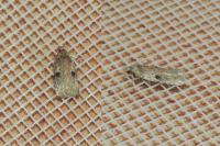 Agonopterix propinquella
