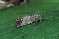 Cydia pomonella