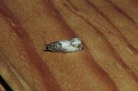Notocelia rosaecolana