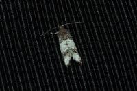 Notocelia rosaecolana
