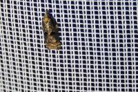 Acleris cristana