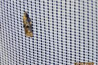 Acleris cristana