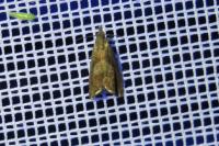 Dichrorampha