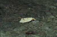 Agapeta hamana