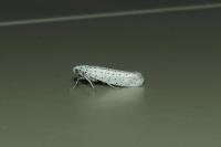 Yponomeuta evonymella