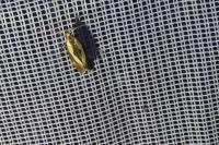 Harpella forficella