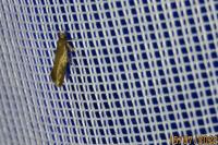 Crassa unitella
