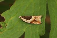 Ancylis badiana