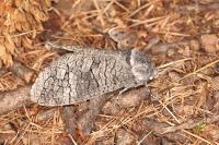 Acossus terebra