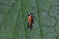 Chrysoesthia drurella