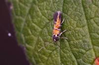 Chrysoesthia drurella