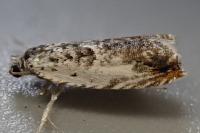 Ancylis laetana