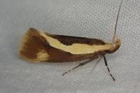 Harpella forficella