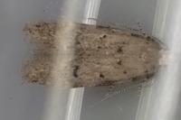 Teleiodes vulgella