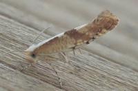 Argyresthia pruniella