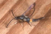 Synanthedon myopaeformis