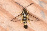 Synanthedon vespiformis