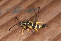 Synanthedon vespiformis