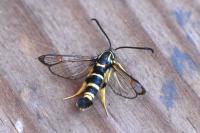 Synanthedon vespiformis