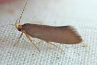 Crassa unitella