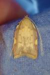 Carcina quercana