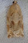 Archips xylosteana