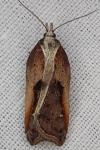 Acleris cristana