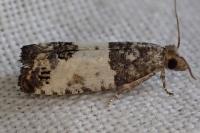 Spilonota ocellana