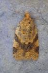 Epagoge grotiana