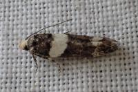 Recurvaria leucatella