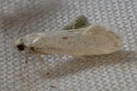 Herrichia excelsella