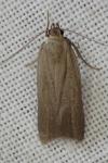Acompsia cinerella