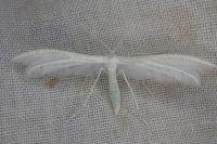 Pterophorus pentadactylus