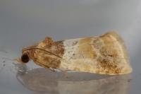 Epinotia festivana