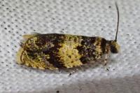 Celypha aurofasciana
