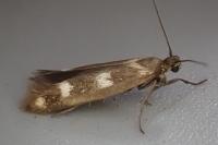 Scythris scopolella