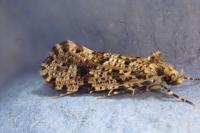 Montescardia tessulatella