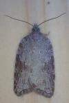 Acleris sparsana