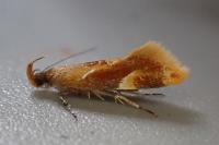 Epicallima formosella
