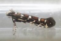 Parectopa ononidis