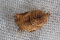 Archips podana