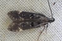 Dichomeris alacella