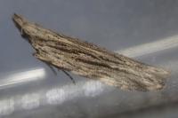 Anarsia innoxiella