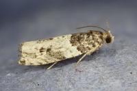 Gypsonoma sociana