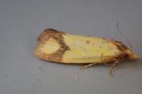 Agapeta zoegana