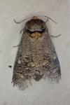 Cossus cossus