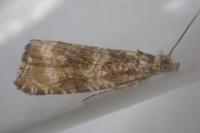Celypha lacunana
