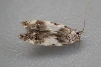 Teleiodes luculella