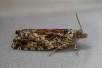 Epinotia nisella