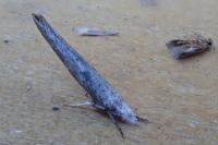 Paradoxus osyridellus